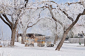 Orchard in winter with bee hives and hut with fuel wood