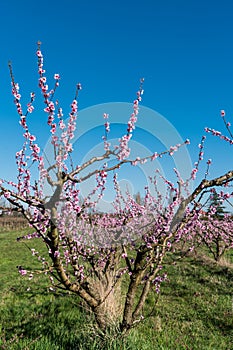 Orchard of young plum trees en pink blossoms