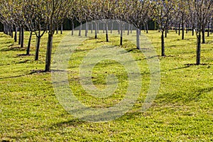 Orchard, young trees of apple trees, planted symmetrically, Line of young cider apple trees. Lines of young cider apple trees