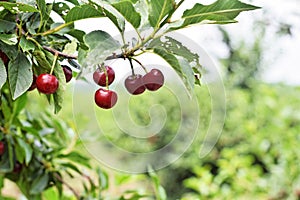 Sour cherry farm in an eastern European orchard