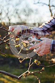 Orchardist prunes a fruit tree