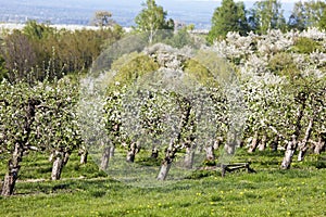 Orchards