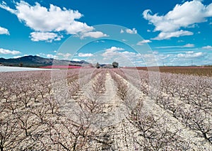 Orchards in bloom