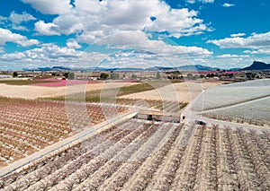 Orchards in bloom