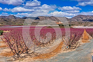 Orchards in bloom. A blossoming of fruit trees in Cieza, Murcia Spain