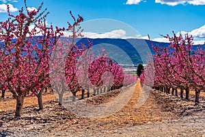 Orchards in bloom. A blossoming of fruit trees in Cieza, Murcia Spain