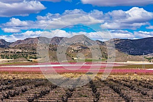 Orchards in bloom. A blossoming of fruit trees in Cieza, Murcia Spain