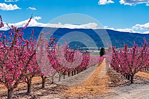 Orchards in bloom. A blossoming of fruit trees in Cieza, Murcia Spain