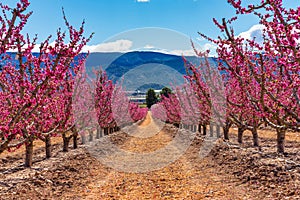 Orchards in bloom. A blossoming of fruit trees in Cieza, Murcia Spain