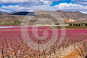 Orchards in bloom. A blossoming of fruit trees in Cieza, Murcia Spain