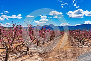 Orchards in bloom. A blossoming of fruit trees in Cieza, Murcia Spain