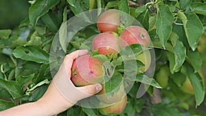 Orchards, fruit trees, red apples