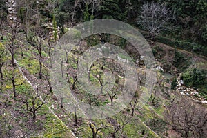 Orchards in Kadisha Valley