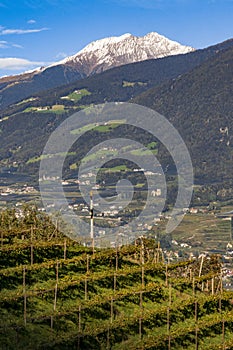 Orchards in the mountains at Merano, Italy.