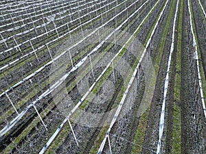 orchards are nets protecting the cherries from hailstorms and raids by starlings