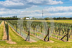 Orchards New Zealand