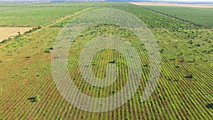 Orchards with newly planted trees, aerial view