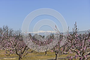 Orchards in northern Israel, in the valley of Mount Hermon. Flowering pink peach trees. Spring landscape. Hermon snow-covered tops