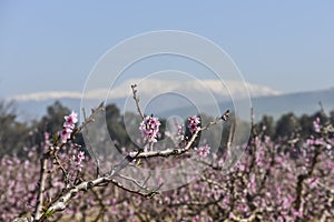 Orchards in northern Israel, in the valley of Mount Hermon. Flowering pink peach trees. Spring landscape. Photography for Interior