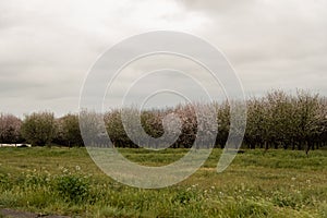 Orchards of San Joaquin Valley