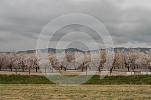 Orchards of San Joaquin Valley