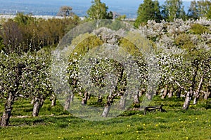 Orchards in spring