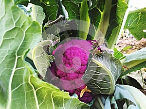 Purple coliflower photo