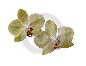 Orchidea 