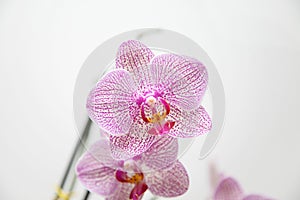 Orchid