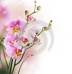 Orchid photo