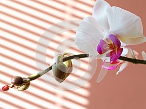 Orchid photo