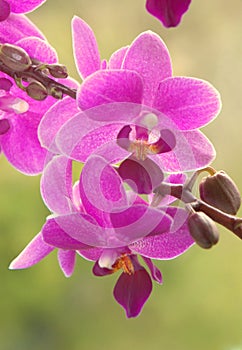 Orchid