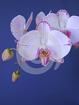 Orchid photo