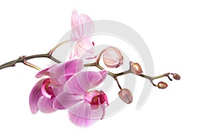 Orchidea 