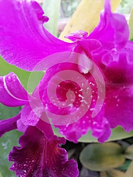 orchid