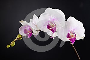 Orchid photo