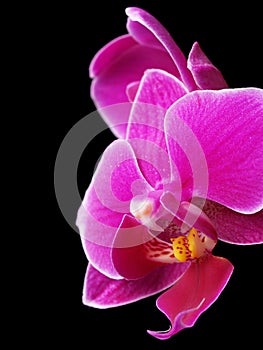 Orchid photo