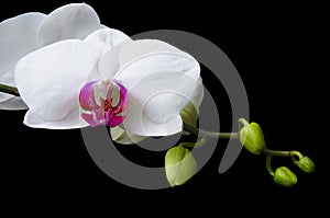 Orchid