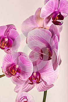 Orchid 2