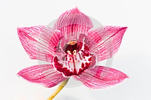 Orchid