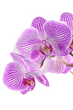 Orchid