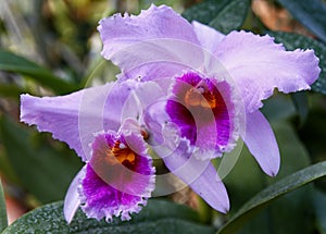 Orquídea 