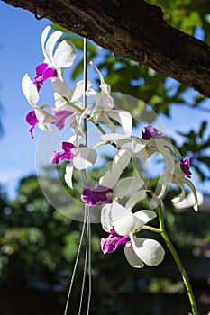 Orchid