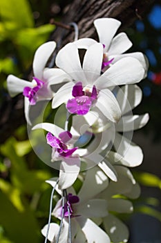 Orchid