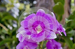 Orchid