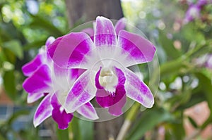 Orchid