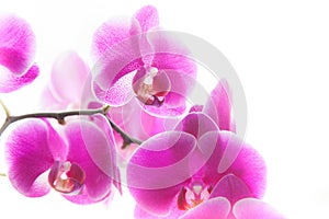 Orchid