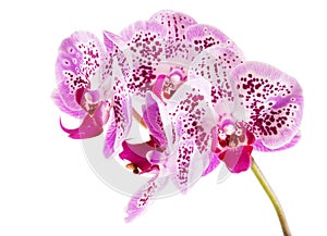 Orchid