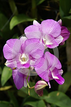 Orchid