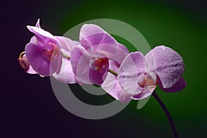 Orchid